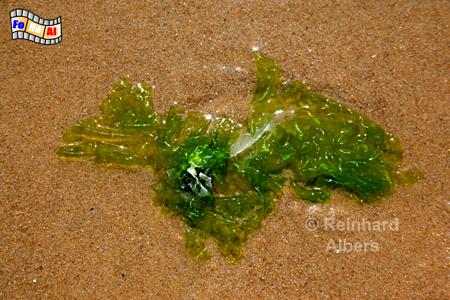 Grnalge am Strand bei Ebbe, 