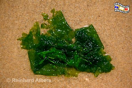 Grnalge am Strand in der Blidselbucht, 