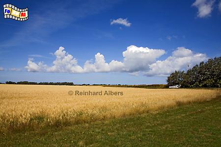 Getreidefeld bei Morsum, Sylt, Getreidefeld, Wolken, Morsum, foreal, Albers,