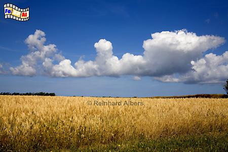 Getreidefeld bei Morsum., Sylt, Morsum, Getreidefeld, Landwirtschaft, foreal, Foto, Albers