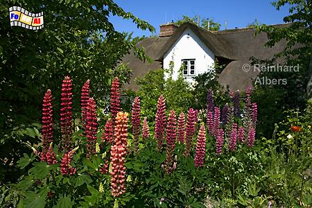 Bauerngarten in Keitum mit blhenden Lupinen., 