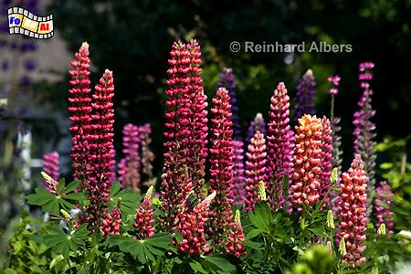 Lupinen - Garten in Keitum., Sylt, Keitum, Garten, Lupinen, foreal, Albers,