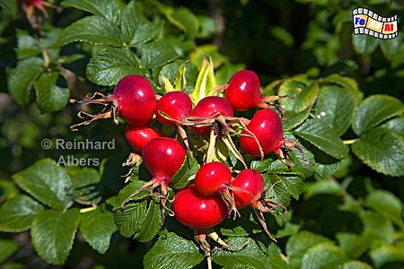 Frchte (Hagebutten) der Syltrose., Sylt, Rose, Hagebutte, foreal, Albers,
