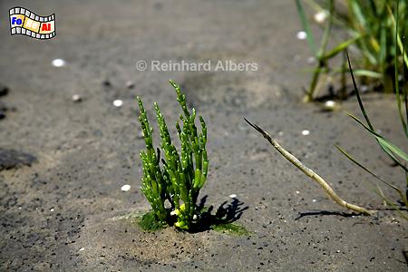 Queller im Watt, Sylt, Watt, Queller, foreal, Albers,