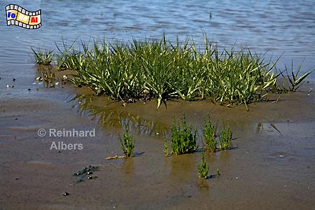 Watt am Morsum-Kliff, Sylt, Nordsee, Kste, Watt, Albers, Foto, foreal,