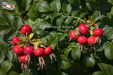 Frchte (Hagebutten) der Syltrose., Sylt, Rose, Hagebutte, foreal, Albers,