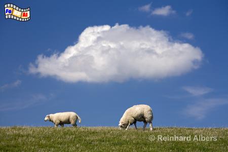 Schafe auf der Deichkrone, Sylt, Schafe, Deich, foreal, Albers,