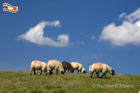 Schafe am Deich., Sylt, Deich, Schafe, foreal, Albers,