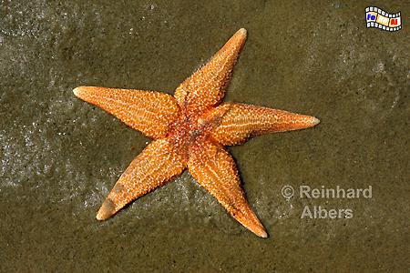 Seestern in der Blidselbucht., Sylt, Seestern, foreal, Albers,