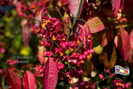 Pfaffenhtchen im Herbst, Sylt, Pfaffenhtchen, Herbst, foreal, Albers,