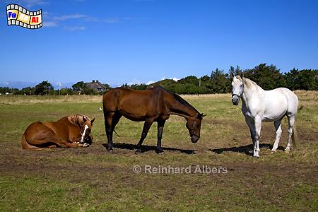 Pferdekoopel, Sylt, Pferd, foreal, Albers,