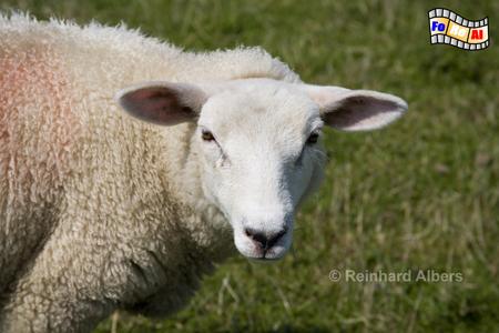 Schafportr�t, Sylt, Schafe, Deich, foreal, Albers,