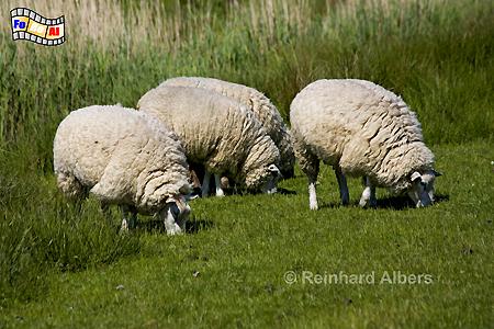 Schafe im Deichvorland, Sylt, Schafe, Deich, foreal, Albers,