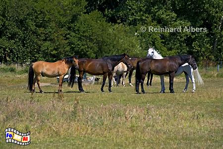Pferde bei Morsum, Sylt, Pferd, Morsum, Koppel, foreal, Albers,