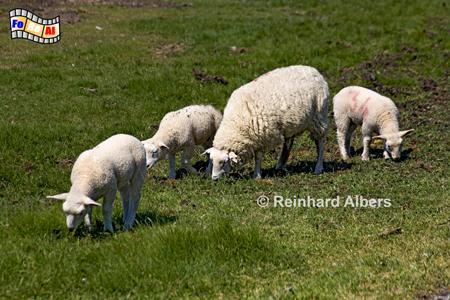 Schaffamilie, Sylt, Deich, Schafe, foreal, Albers,