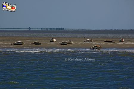 Seehundsbank vor Sylt mit Kegelrobben und Seehunden., Sylt, Seehundsbank, Kegelrobben, Seehund, foreal, Albers,