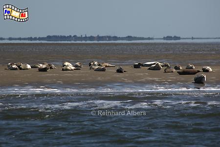 Seehundsbank vor Sylt mit Kegelrobben und Seehunden., Sylt, Seehundsbank, Kegelrobben, Seehund, foreal, Albers,