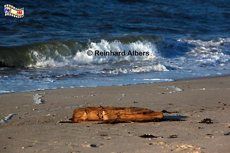 Angeschwemmtes Holzst�ck am Ellenbogen in der Abendsonne., Sylt, Ellenbogen, Strand, foreal, Albers,