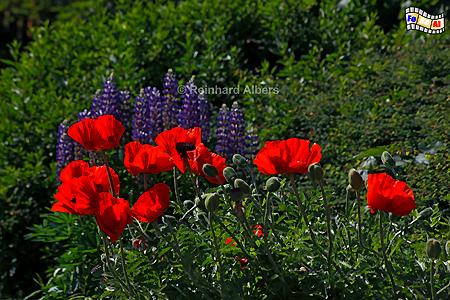 Keitum -Garten mit Mohn und Lupinen, Sylt, Mohn, Lupinen, Keitum, Garten, Albers, Foto, foreal,