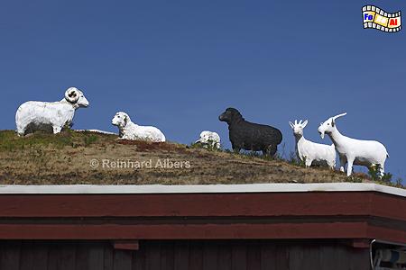 Kunst auf dem Dach oder alternative Gartenzwerge., Sylt, Schafe, Dach, Gründach, Rantum, Albers, Foto, foreal,