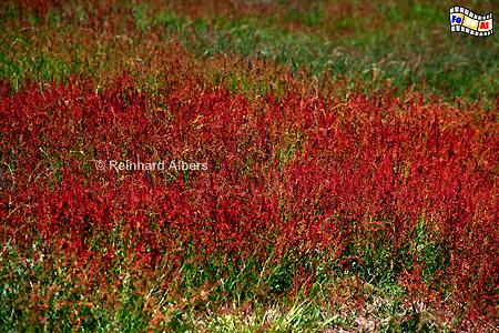 Blhender Sauerampfer, Sylt, Sauerampfer, foreal, Albers,