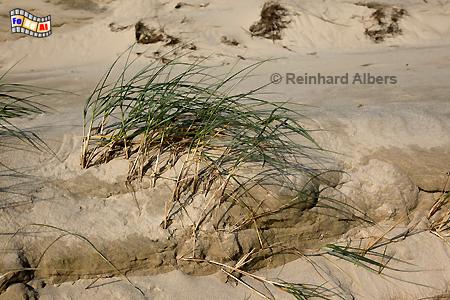 Dnengras, Sylt, Blidselbucht, Dnen, Nordsee, Albers, Foto, foreal,