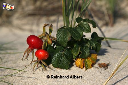 Syltrose in den Dnen im Herbst., Sylt, Syltrose, Hagebutte, Dnen, Albers, Foto, foreal,