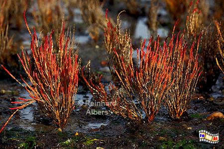 Keitum Wattkste mit Queller in Herbstfarben, Sylt, Keitum, Watt, Queller, Albers, Foto, foreal,