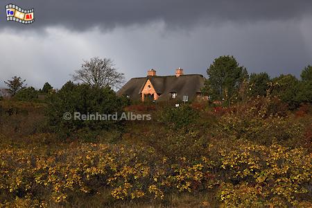 Braderup im Oktober, Sylt, Braderup, Heide, Herbst, Wolken, Albers, Foto, foreal,