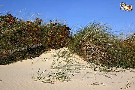 Dnen in der Blidselbucht., Sylt, Blidselbucht, Sderheidetal, Nordsee, Albers, Foto, foreal,