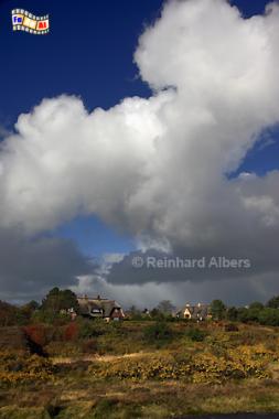 Goldener Oktober bei Braderup., Sylt Herbst. Braderup, Heide, Reetdachhaus, Foto, Albers, foreal,