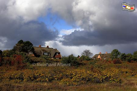 Goldener Oktober bei Braderup, Sylt, Braderup, Heide, Herbst, Wolken, Albers, Foto, foreal,