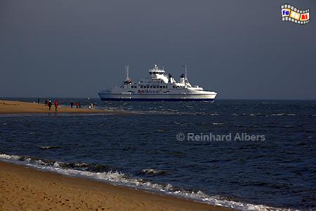Syltfhre am Ellenbogen, Sylt, Ellenbogen, Syltfhre, Foto, foreal, Albers