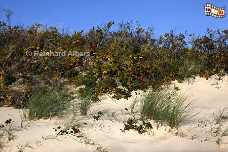 Dnen mit Syltrosen in der Blidselbucht.
, Sylt, Blidselbucht, Sderheidetal, Nordsee, Albers, Foto, foreal,