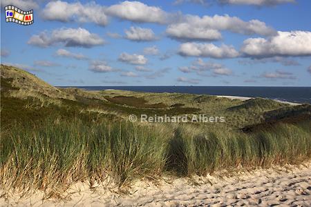 Dnen nrdlich von Hrnum beim Mwennest., Sylt, Hrnum, Dnen, Kste, Nordsee, Mwennest, Albers, Foto, foreal,