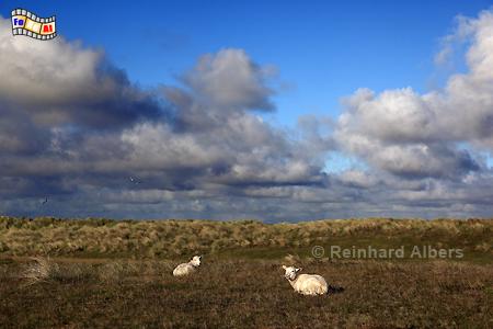 Schafe auf dem Ellenbogen, Sylt, Ellenbogen, Schafe, Albers, foto, foreal, Nordseekste,