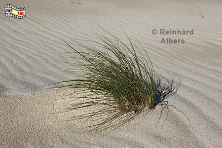 Strandhafer am Ellenbogen., Sylt, Ellenbogen, Dnen, Strandhafer, Albers, Foto, foreal,