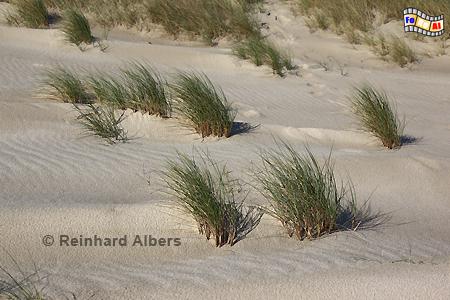 D�nen mit Strandhafer am Ellenbogen., Sylt, Ellenbogen, D�nen, Strandhafer, Albers, Foto, foreal,