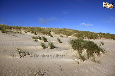 D�nen mit Strandhafer am Ellenbogen., Sylt, Ellenbogen, D�nen, Strandhafer, Albers, Foto, foreal,