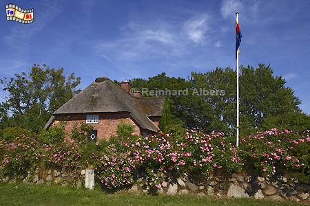 Archsum Reetdachhaus mit Friesenwall, Sylt, Archsum, Friesenhaus, Friesenwall, Albers, Foto, foreal,