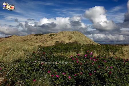 In den Dnen bei Buhne 16, Sylt, Strandbistro, Buhne 16, Dnen, Albers, Foto, foreal,