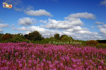 Blhende Weidenrschen zwischen Wenningstedt und Braderup., Sylt, Braderup, Weidenrschen, Albers, Foto, foreal,