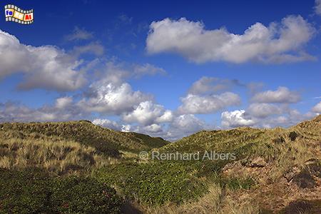 Dnen bei Wenningstedt., Sylt, Wenningstedt, Dnen, Albers, Foto, foreal,