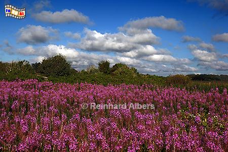 Blhende Weidenrschen bei Braderup., Sylt, Braderup, Weidenrschen, Albers, Foto, foreal,