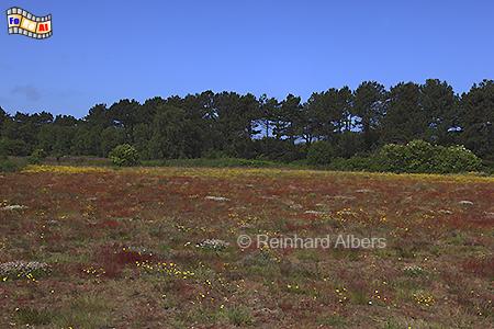 Sauerampferwiese sdwestlich von Kampen, Sylt, Kampen, Sauerampfer, Foto, Albers, foreal,