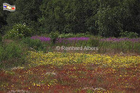 Blumenwiese bei Kampen, Sylt, Kampen, Blumenwiese, Foto, Albers, foreal,