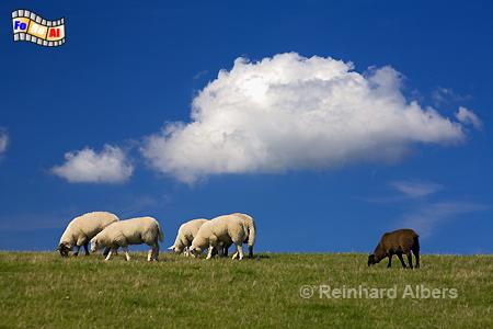 Insel Sylt - Am Deich bei Morsum, Wolken, Himmel, Wetter, Kste, Sylt, Nordseekste, Albers, Foto, foreal,