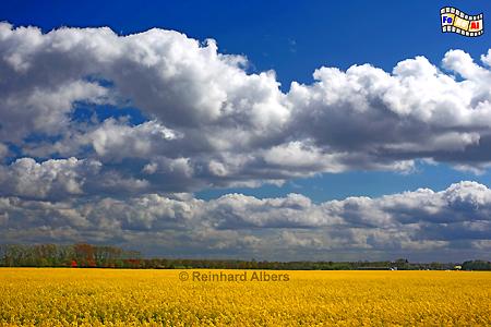 Ostholstein - Wolken mit Rapsblte, Himmel, Wolken, Albers, Foto, foreal, Ostholstein, Rapsblte,