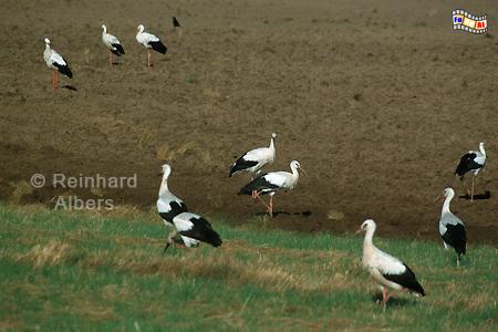 Pommern - Feld mit St�rchen, Polen, Polska, Pommern, Pomorskie, St�rche, Natur, foreal, Foto,