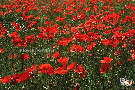 Pommern - Blhender Klatschmohn, Polen, Polska, Pommern, Pomorskie, Mohn, foreal, Albers, Foto,